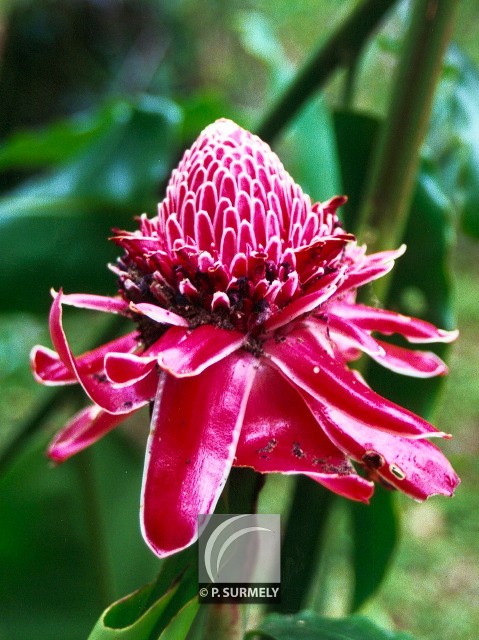 Rose de Porcelaine
Mots-clés: flore;fleur;Guyane;rose