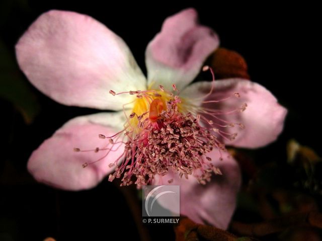 Roucou
Mots-clés: flore;fleur;Guyane;roucou