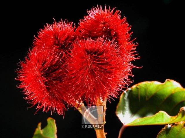 Roucou
Mots-clés: flore;fruit;Guyane;roucou;colorant