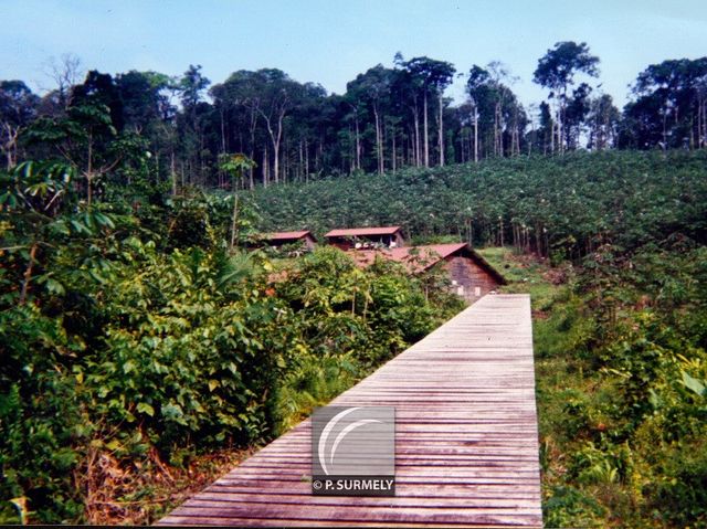 Saint-Elie
Gare Tigre
Mots-clés: Guyane;Amrique;Saint-Elie