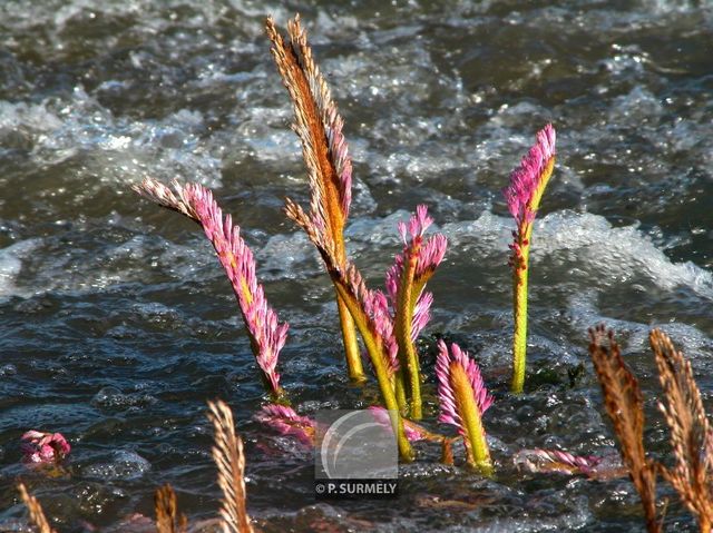 Koumarou
Mots-clés: flore;fleur;Guyane;koumarou