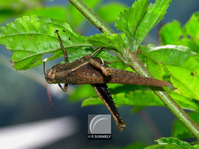 Sauterelle
Mots-clés: Faune;insecte;Guyane;Amrique;sauterelle