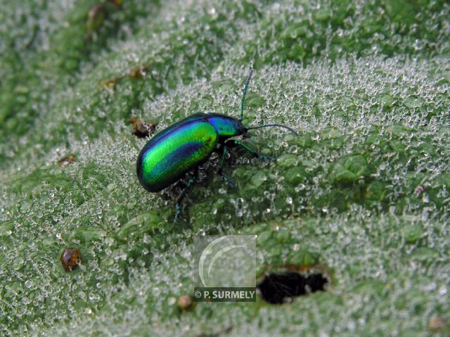 Scarabe
Mots-clés: Faune;insecte;France;Vosges;scarabe