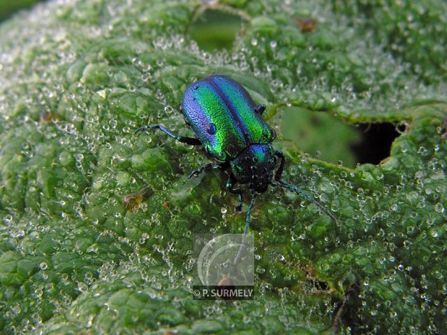 Scarabe
Mots-clés: Faune;insecte;France;Vosges;scarabe