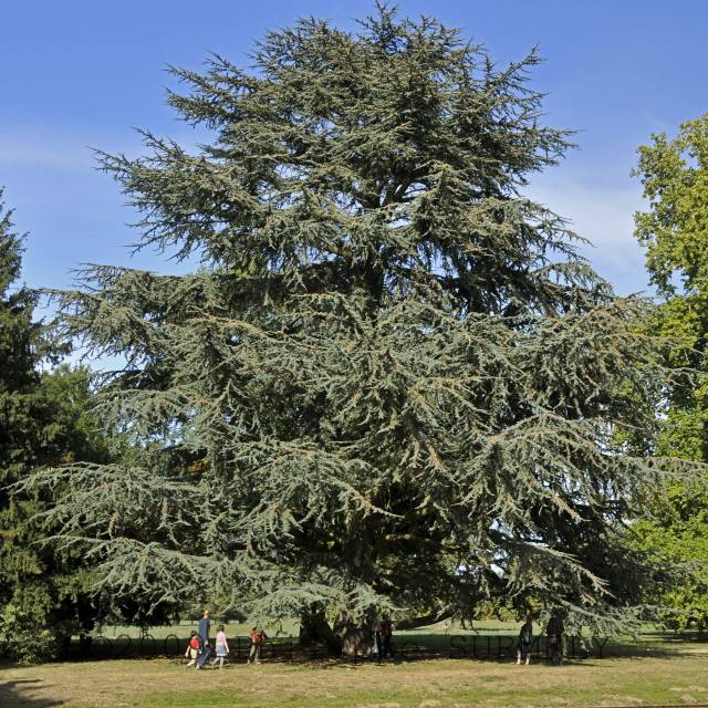 Rsineux
Mots-clés: flore;arbre