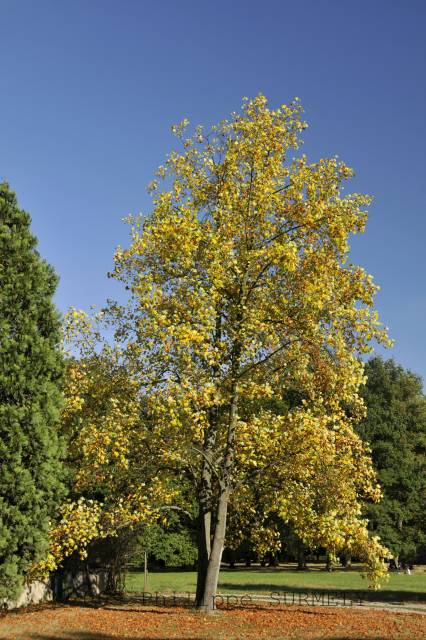 Couleur d'automne
Mots-clés: flore;arbre