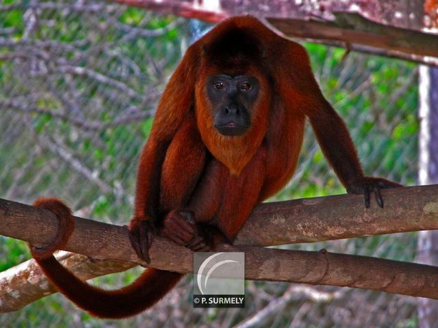 Singe hurleur
Mots-clés: faune;