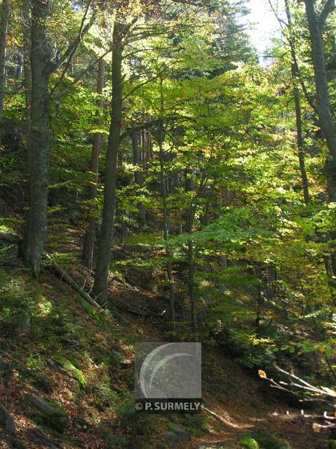 Le Taennchel
Mots-clés: France;Europe;Alsace;Taennchel