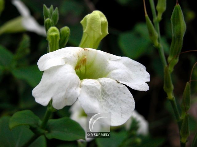 Thunbergia
Mots-clés: flore;fleur;Guyane;Thunbergia