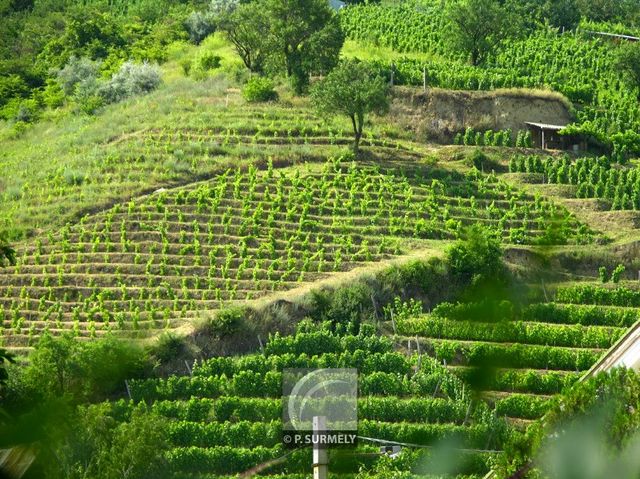 Tokaj
Le vignoble
Mots-clés: Hongrie;Europe;Tokaj;vignoble