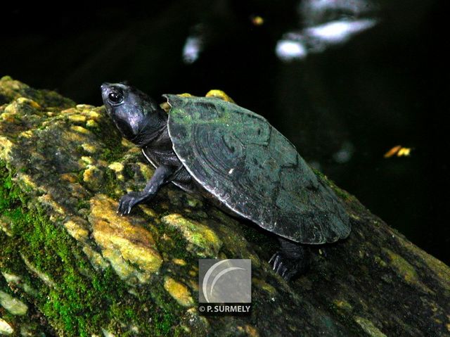 Tortue
Mots-clés: Faune;reptile;tortue;Guyane