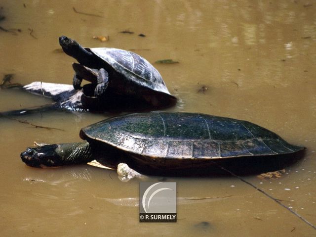 Tortue
Mots-clés: Faune;reptile;tortue;Guyane