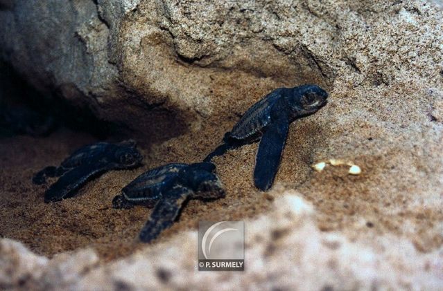 Bbs tortue luth
Mots-clés: Faune;reptile;tortue;luth;Guyane