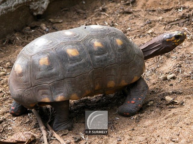 Tortue terrestre
Mots-clés: Faune;reptile;tortue;Guyane