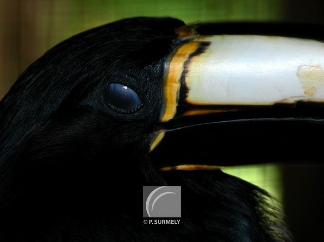 Toucan
Mots-clés: faune;oiseau;toucan;Guyane