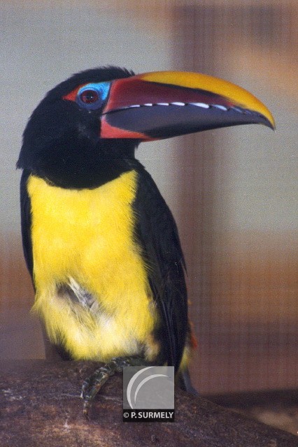 Toucan
Mots-clés: faune;oiseau;toucan;Guyane