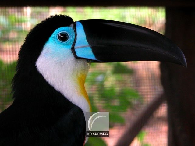 Toucan d'Ariel
Mots-clés: faune;oiseau;toucan;Guyane