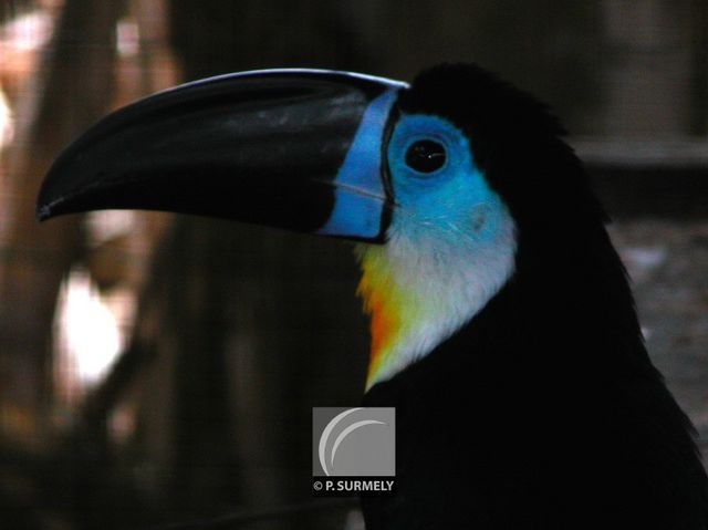 Toucan d'Ariel
Mots-clés: faune;oiseau;toucan;Guyane