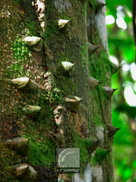 Tronc pineux
Mots-clés: flore;arbre;Guyane;tronc;pine