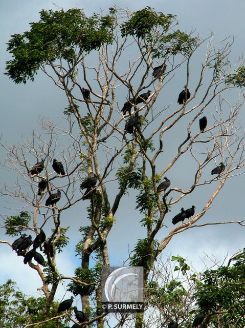 Urubu
Mots-clés: faune;oiseau;rapace;urubu;Guyane
