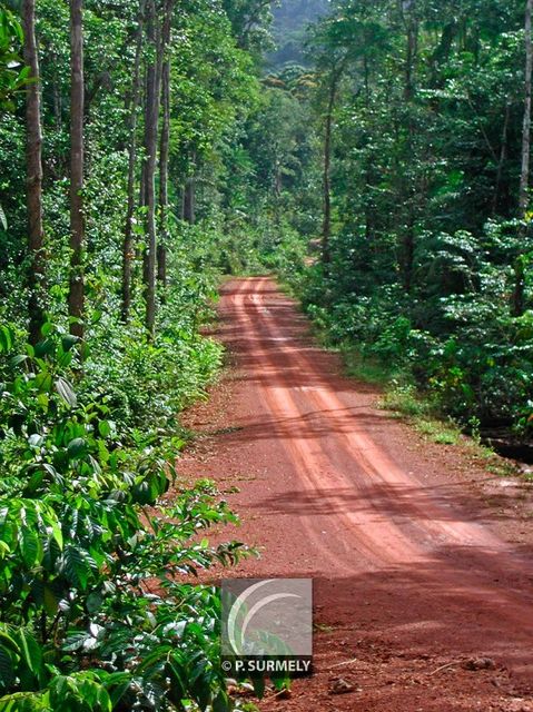 Piste vers Village Favard
Mots-clés: Guyane;Amrique;fort;piste;Favard