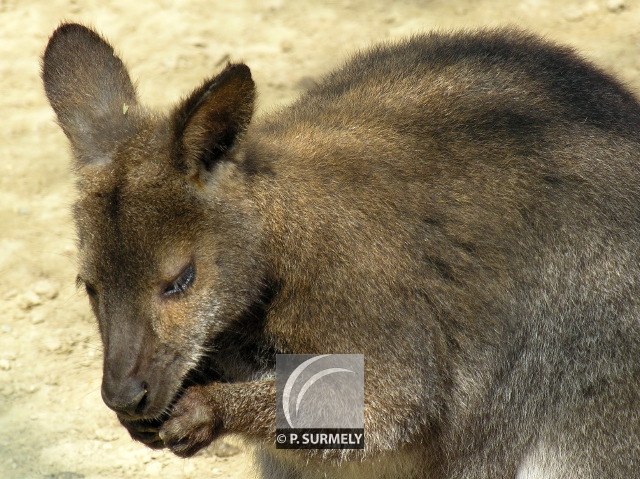 Wallaby
Mots-clés: faune;