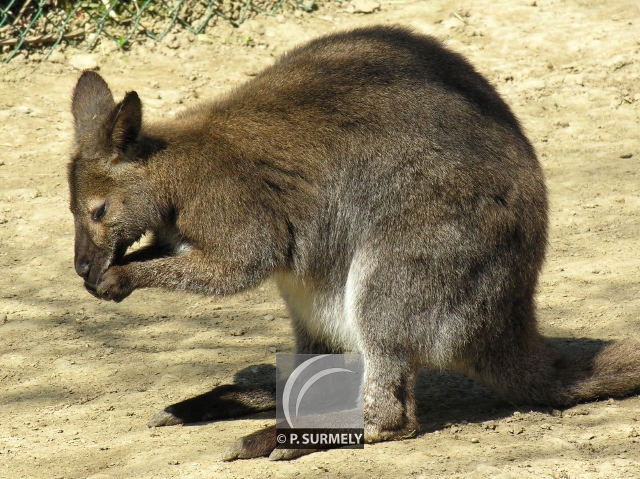 Wallaby
Mots-clés: faune;