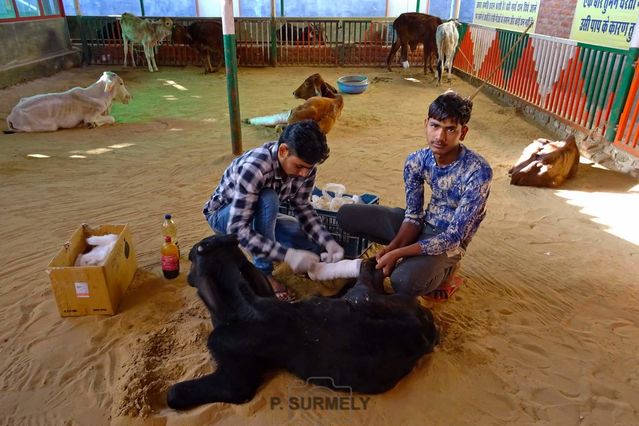 Vtrinaires
dans une clinique vtrinaire ddie aux vaches.
Mots-clés: Asie;Inde;Rajasthan