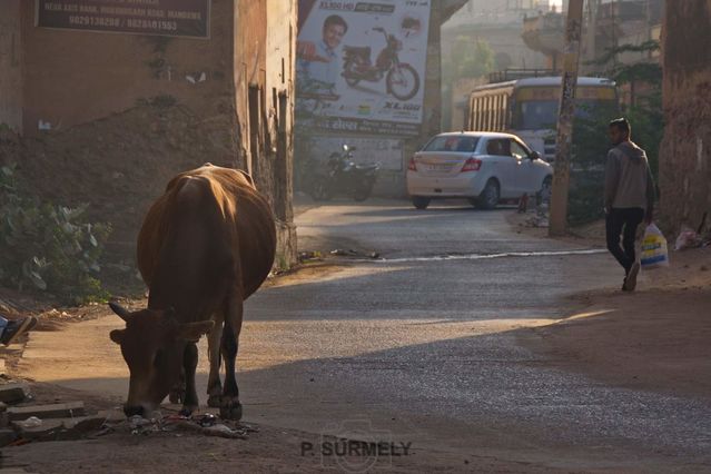 Rue de Fatehpur
Mots-clés: Asie;Inde;Rajasthan;Fatehpur