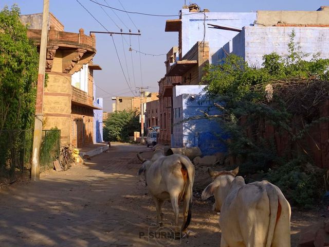 Ruelle de Luni
Mots-clés: Asie;Inde;Rajasthan;Luni