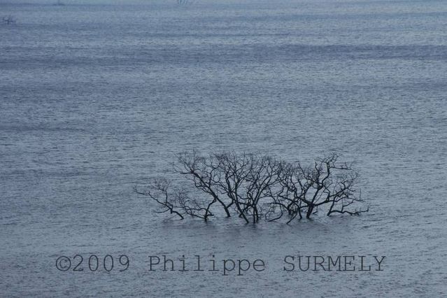 Arbre noy dans la retenue de Nam Theun II
Mots-clés: Laos;Asie;Nakai;Nam Theun