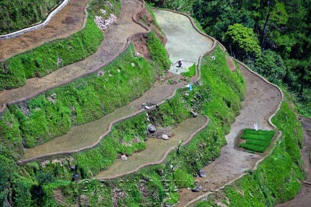 Banaue
Rizires en terrasse
Mots-clés: Asie;Philippines;Luzon;Banaue;rizire