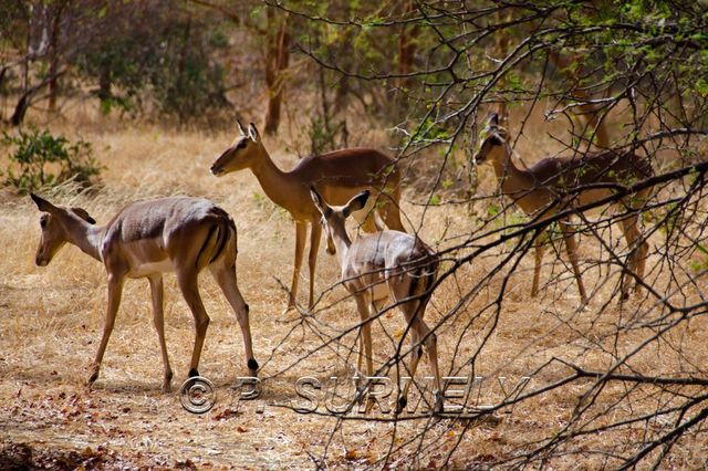 Rserve de Bandia
Mots-clés: Afrique;Sngal;Bandia;rserve;gazelle