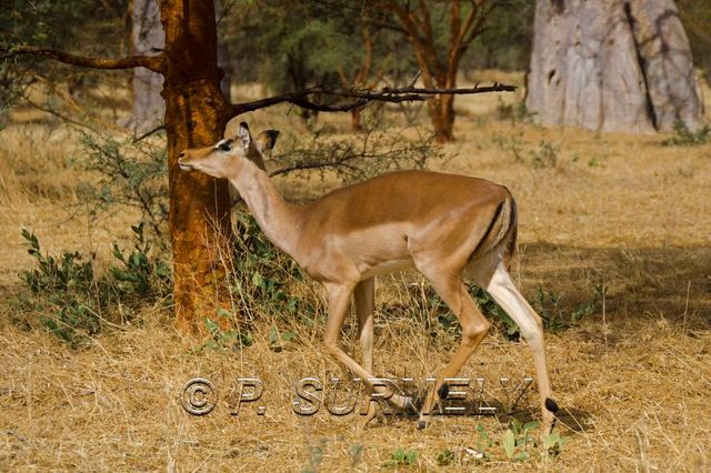 Mots-clés: Afrique;Sngal;Bandia;rserve;gazelle