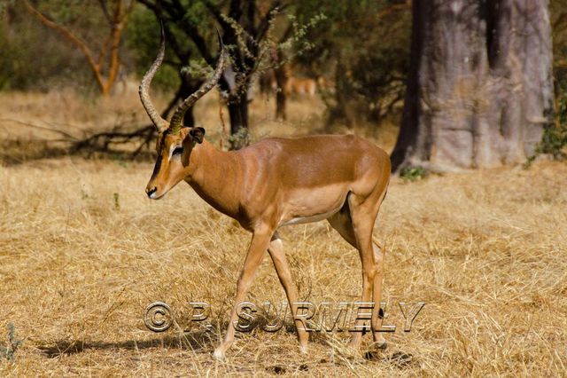 Rserve de Bandia
Mots-clés: Afrique;Sngal;Bandia;rserve;gazelle