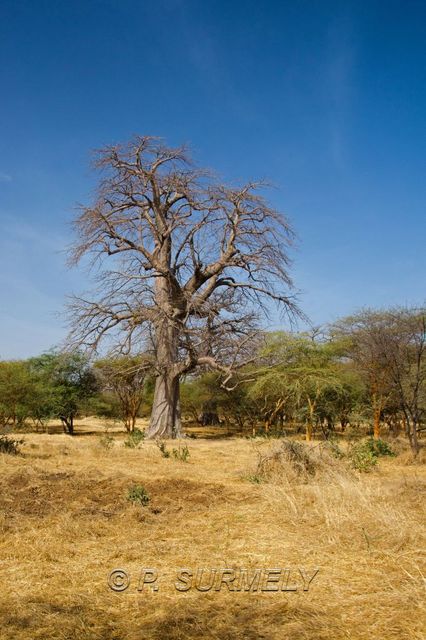 Rserve de Bandia
Mots-clés: Afrique;Sngal;Bandia;rserve;baobab