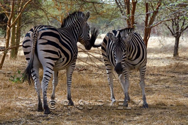 Rserve de Bandia
Mots-clés: Afrique;Sngal;Bandia;rserve;zbre