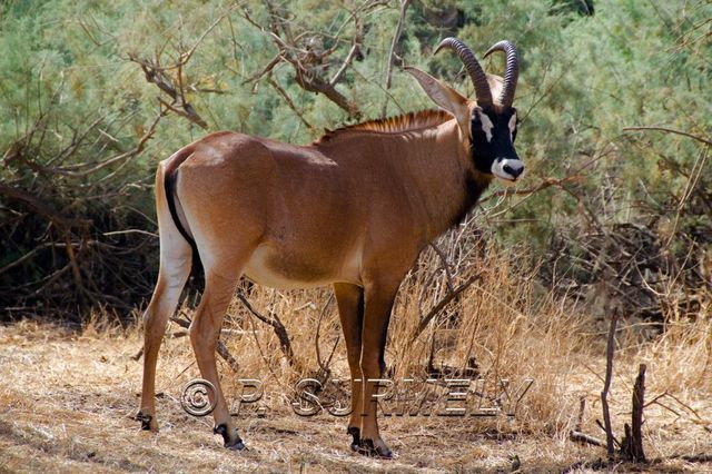 Rserve de Bandia
Mots-clés: Afrique;Sngal;Bandia;rserve