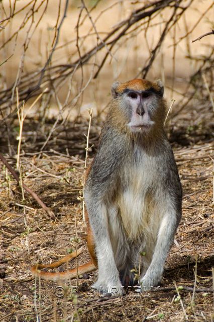 Rserve de Bandia
Mots-clés: Afrique;Sngal;Bandia;rserve;singe