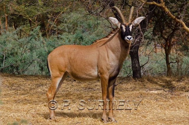 Rserve de Bandia
Mots-clés: Afrique;Sngal;Bandia;rserve