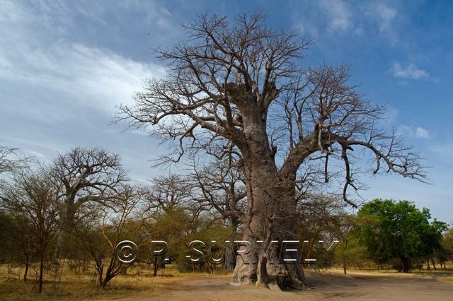 Rserve de Bandia
Mots-clés: Afrique;Sngal;Bandia;rserve;baobab