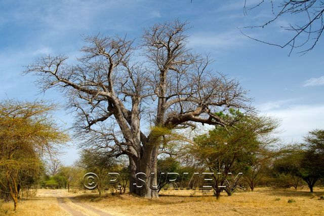 Rserve de Bandia
Mots-clés: Afrique;Sngal;Bandia;rserve;baobab