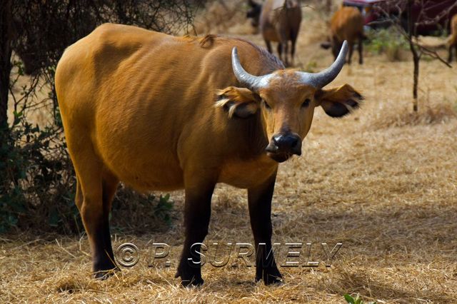 Rserve de Bandia
Mots-clés: Afrique;Sngal;Bandia;rserve;buffle