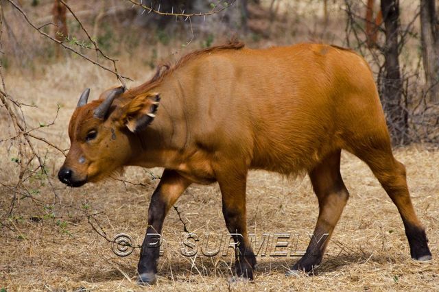 Rserve de Bandia
Mots-clés: Afrique;Sngal;Bandia;rserve;buffle