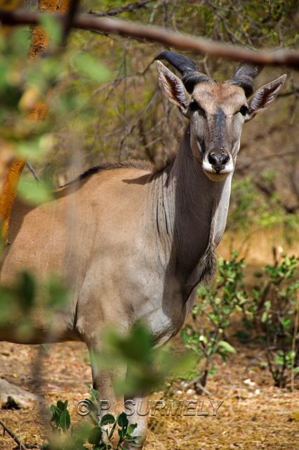 Rserve de Bandia
Mots-clés: Afrique;Sngal;Bandia;rserve