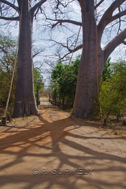 Rserve de Bandia
Mots-clés: Afrique;Sngal;Bandia;rserve