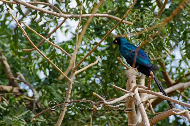 Rserve de Bandia
Mots-clés: Afrique;Sngal;Bandia;rserve;oiseau