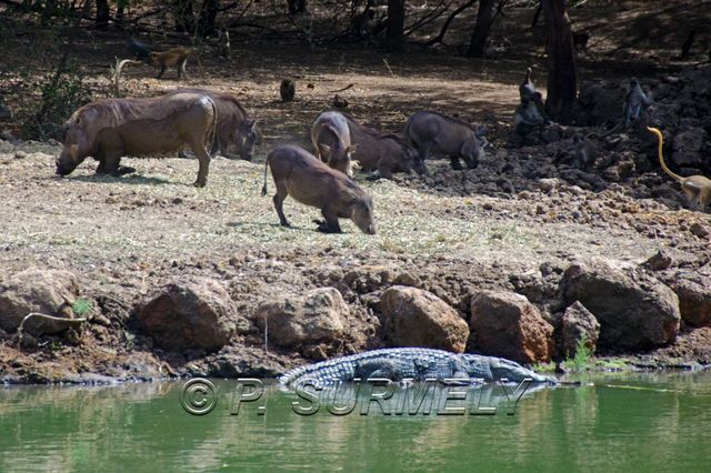 Rserve de Bandia
Mots-clés: Afrique;Sngal;Bandia;rserve;crocodile;phacochre