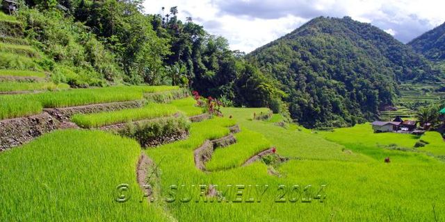 Bangaan
Dans les rizires
Mots-clés: Asie;Philippines;Luzon;Bangaan;rizire