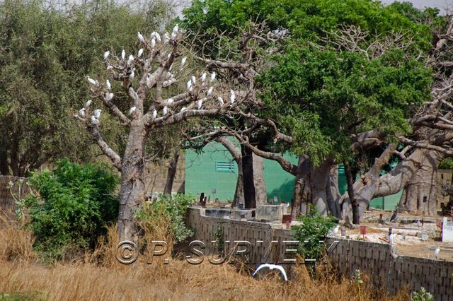 Bargny Gouddau
Mots-clés: Afrique;Sngal;Bargny Gouddau